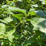 Capsicum chinense - Piment habanero