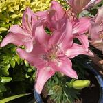 Lilium 'Happy Kiss' - 