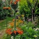 Leonotis nepetifolia - 