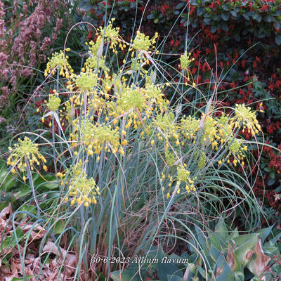 Allium flavum - 