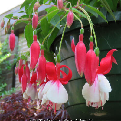 Fuchsia 'Wilson's Pearls' - 