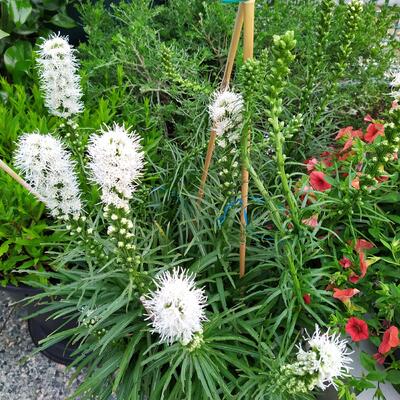 Liatris spicata 'Floristan Weiss' - Liatris spicata 'Floristan Weiss'