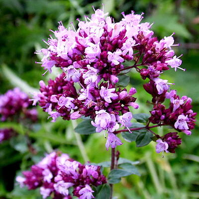 Origanum laevigatum 'Rosenkuppel'