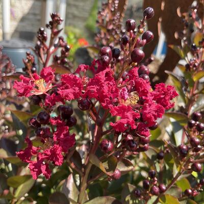 Lagerstroemia - 