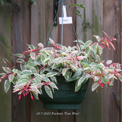 Fuchsia 'Tom West' - 