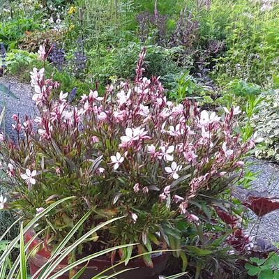 Gaura lindheimeri 'GAUDI Red' - 