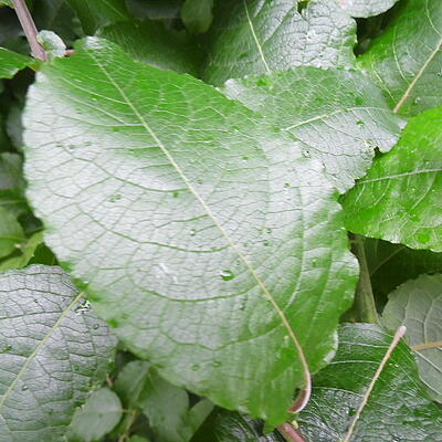 Salix caprea - Saule marsault - Salix caprea