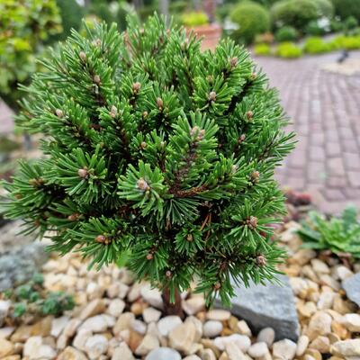 Pinus mugo 'Suncrest Broom' - 