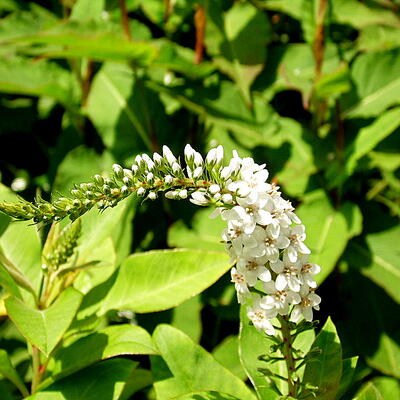 Lysimachia clethroides - Schnee-Felberich - Lysimachia clethroides