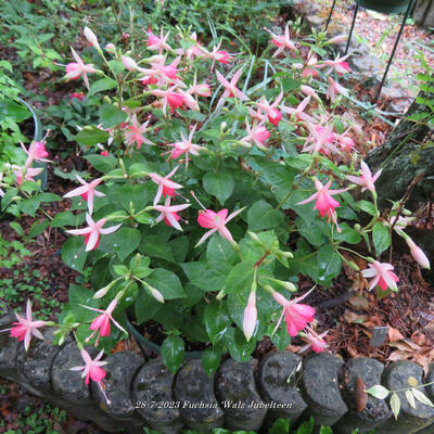 Fuchsia 'Walz Jubelteen' - 