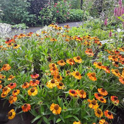 Helenium 'Short'n Sassy'