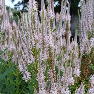 Veronicastrum virginicum 'Album' - Veronicastrum virginicum 'Album'