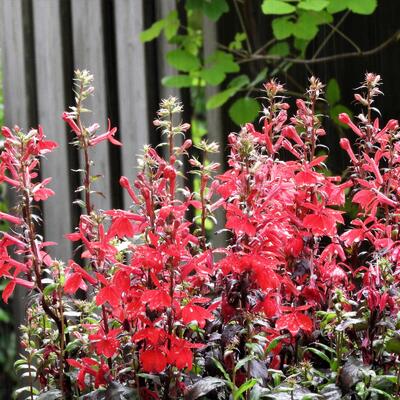 Lobelia x speciosa 'STARSHIP Scarlet' - Lobelia x speciosa 'STARSHIP Scarlet'