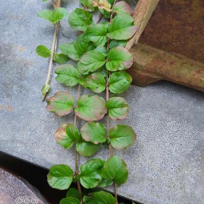 Lysimaque nummulaire - Lysimachia nummularia