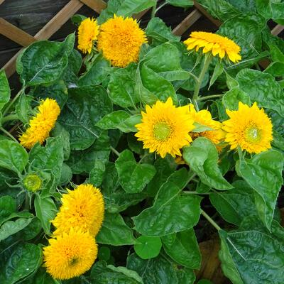 Helianthus annuus 'Teddy Bear' - 