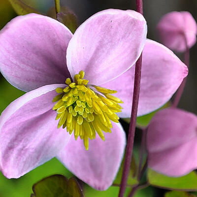 Thalictrum delavayi 'Splendide' - Thalictrum delavayi 'Splendide'