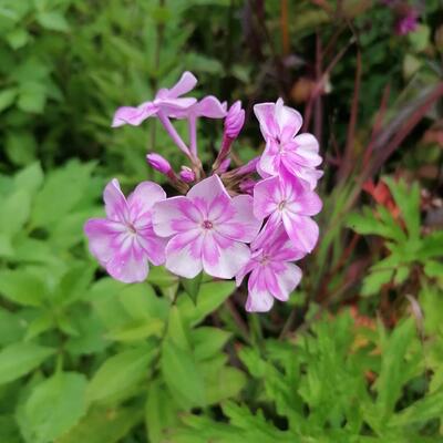 Phlox paniculata 'Eden's Smile' - 