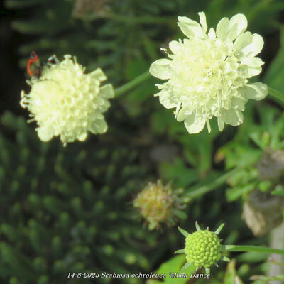 Scabiosa ochroleuca 'Moon Dance'