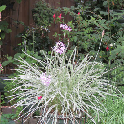 Tulbaghia violacea 'Silver Lace' - 