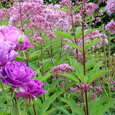 Eupatorium purpureum - Eupatorium purpureum