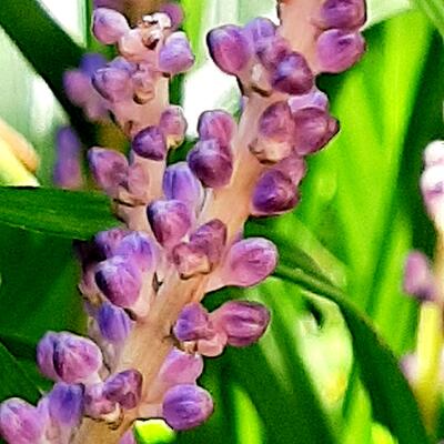 Liriope muscari - Liriope muscari