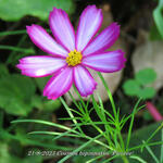 Cosmos bipinnatus 'Picotée' - 