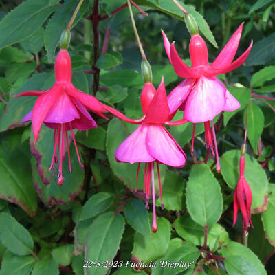 Fuchsia 'Display' - 