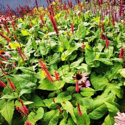 Persicaria amplexicaulis 'Fat Domino'