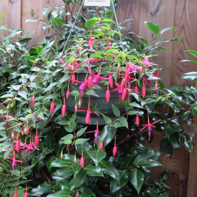 Fuchsia 'Wilma Versloot' - 