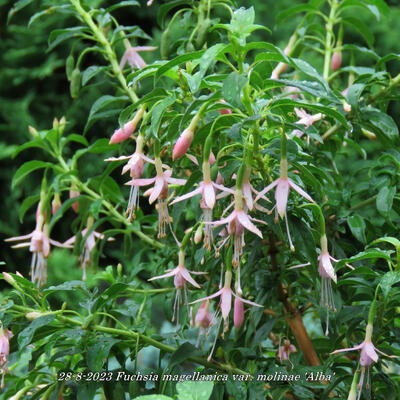 Fuchsia magellanica var. molinae 'Alba'