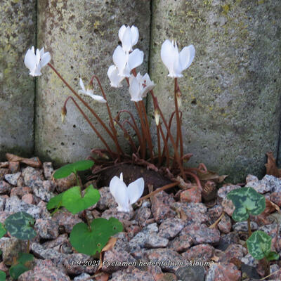 Cyclamen hederifolium 'Album'