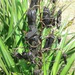 Yucca aloifolia - 