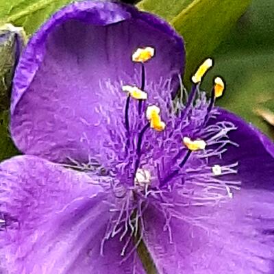 Tradescantia andersoniana 'Zwanenburg Blue' - Tradescantia andersoniana 'Zwanenburg Blue'