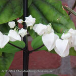 Clerodendrum thomsoniae - 