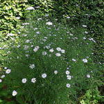 Symphyotrichum pilosum var. pringlei 'Blue Butterfly' - 