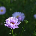 Symphyotrichum pilosum var. pringlei 'Blue Butterfly' - 