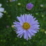 Symphyotrichum pilosum var. pringlei 'Blue Butterfly' - 