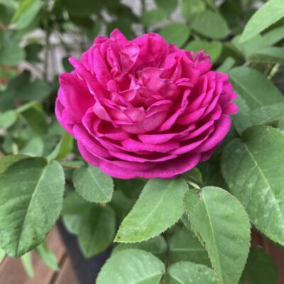 Rosa 'Rose De Rescht' - 