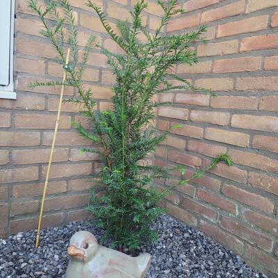 Taxus baccata - Europäische Eibe - Taxus baccata