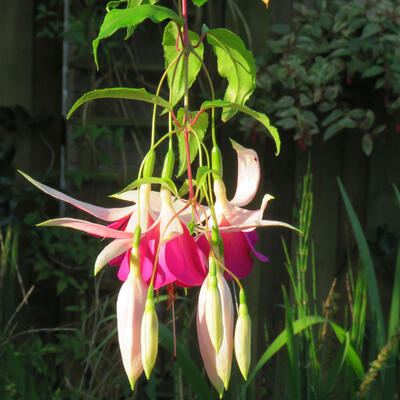 Fuchsia 'Windhapper' - 