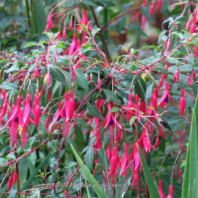 Fuchsia magellanica - 