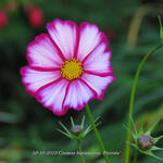 Cosmos bipinnatus 'Picotée' - 