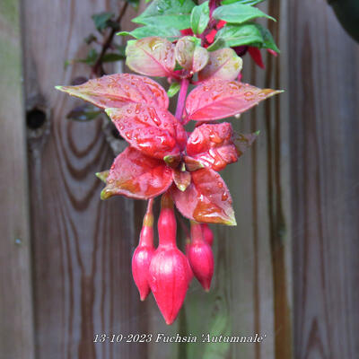 Fuchsia 'Autumnale' - 