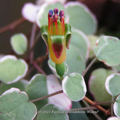 Fuchsia procumbens 'Wirral' - 