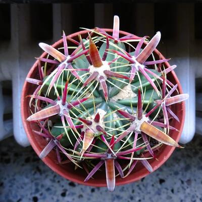 Ferocactus latispinus - 