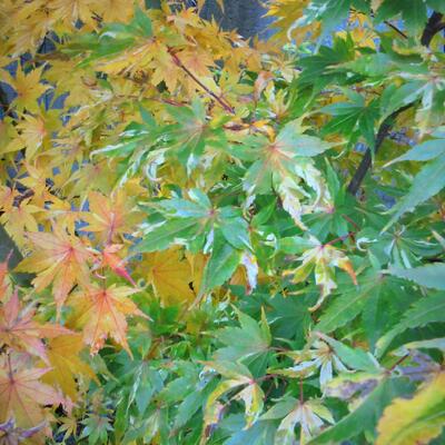 Acer palmatum 'Oridono nishiki' - 