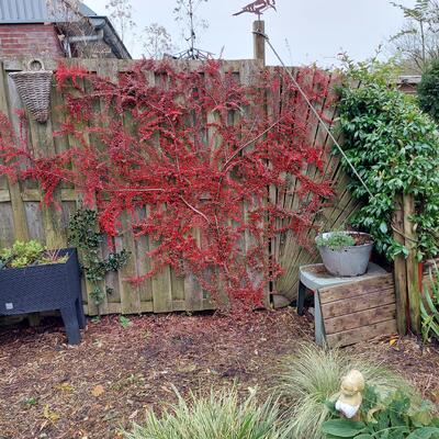 Cotoneaster horizontalis - Cotonéaster horizontal - Cotoneaster horizontalis