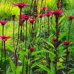 Echinacea purpurea 'JS Stiletto' - Echinacea purpurea 'JS Stiletto'