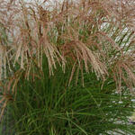 Miscanthus sinensis 'Red Cloud' - Miscanthus sinensis 'Red Cloud'