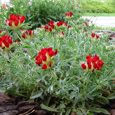 Anthyllis vulneraria 'Coccinea'